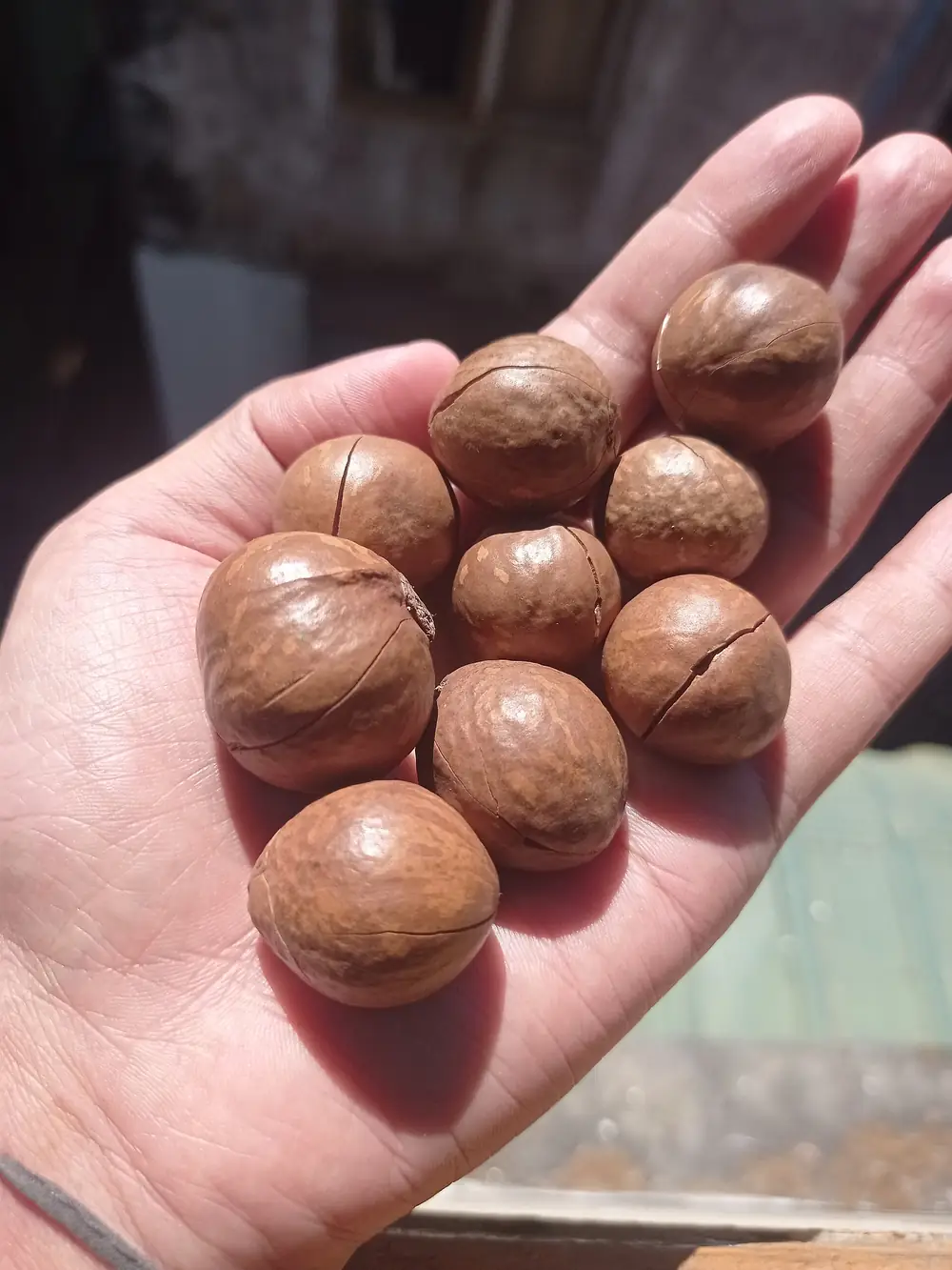 Hạt mắc ca nhân còn vỏ