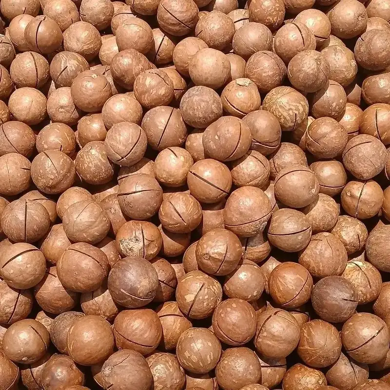 Hạt mắc ca Tây Nguyên